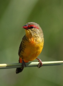 Orange-breasted Waxbill