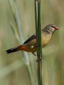 Orange-breasted Waxbill