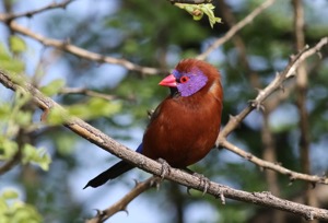 Violet-eared Waxbill