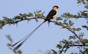 Shaft-tailed Whydah