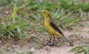 Western Yellow Wagtail