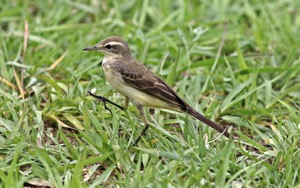 Western Yellow Wagtail female