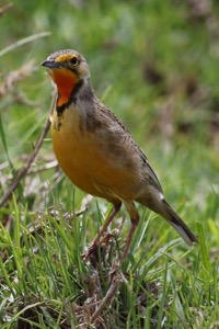 Cape Longclaw