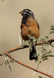 Cinnamon-breasted Bunting