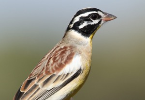 Golden-breasted Bunting