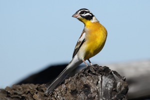 Golden-breasted Bunting