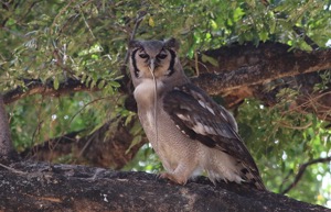 Verreaux's Eagle-Owl