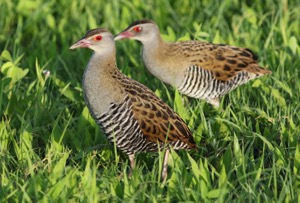 African Crake