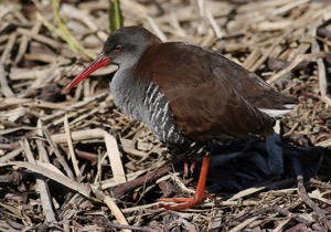 African Rail