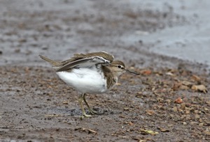 Common Sandpiper