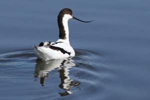 Pied Avocet