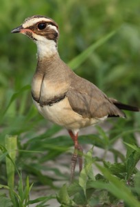 Bronze-winged Courser