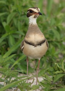 Bronze-winged Courser