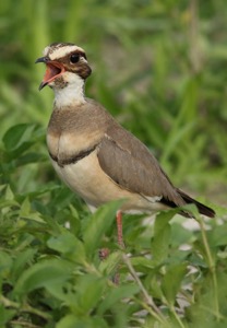 Bronze-winged Courser