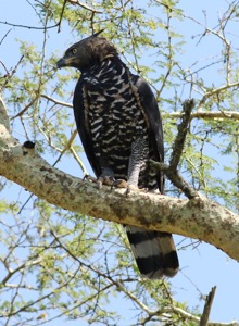 Crowned Eagle