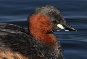 Little Grebe