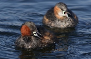 Little Grebe