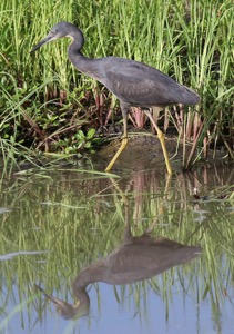 Slaty Egret