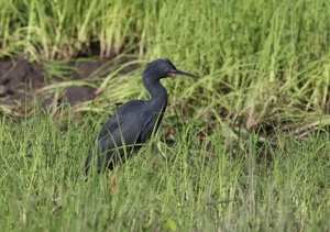 Slaty Egret