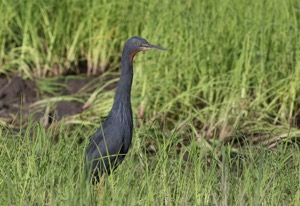 Slaty Egret