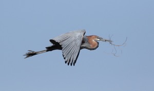 Goliath Heron