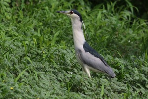 Black-crowned Night Heron