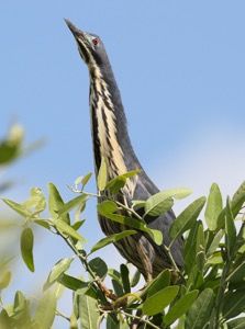 Dwarf Bittern