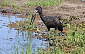 African Openbill