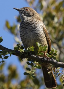 Barred Wren-Warbler