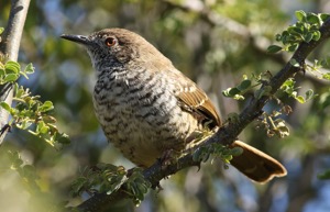 Barred Wren-Warbler