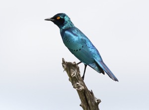 Greater Blue-eared Starling