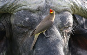 Yellow-billed Oxpecker