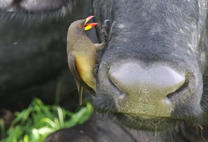 Yellow-billed Oxpecker