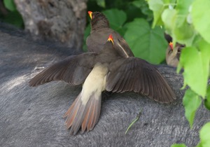 Yellow-billed Oxpecker