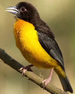 Dark-backed Weaver