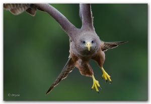 Bearded Vulture