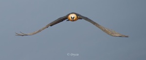 Bearded Vulture