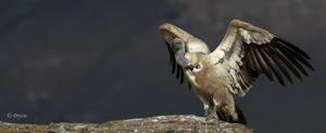 Cape Vulture