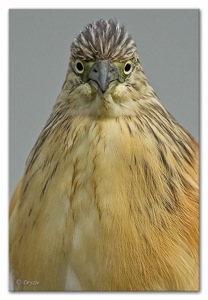 Squacco Heron