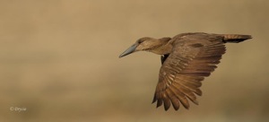 Hamerkop
