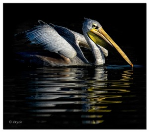 Pink Backed Pelican