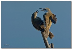 Lesser Swamp-Warbler