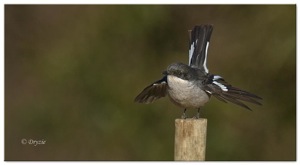 Fiscal Flycatcher