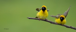 Southern Masked-Weaver