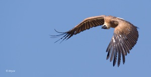 White Backed Vulture