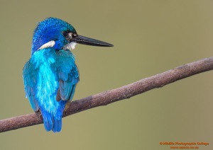 Half-collared Kingfisher