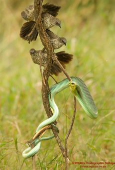 Arrow-marked Babbler mobbing a boomslang