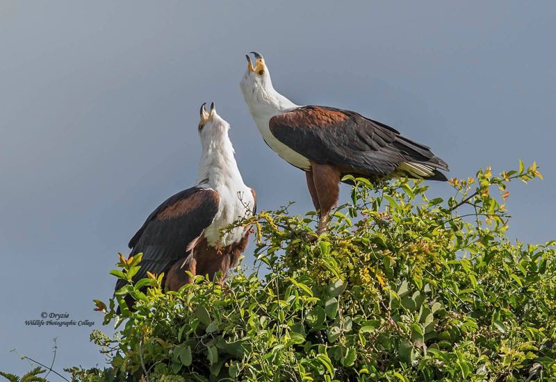 African Fish-Eagle -The call of Africa