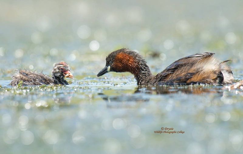 Little Grebe