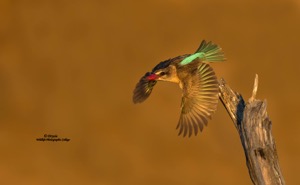 Brown-hooded Kingfisher juv.